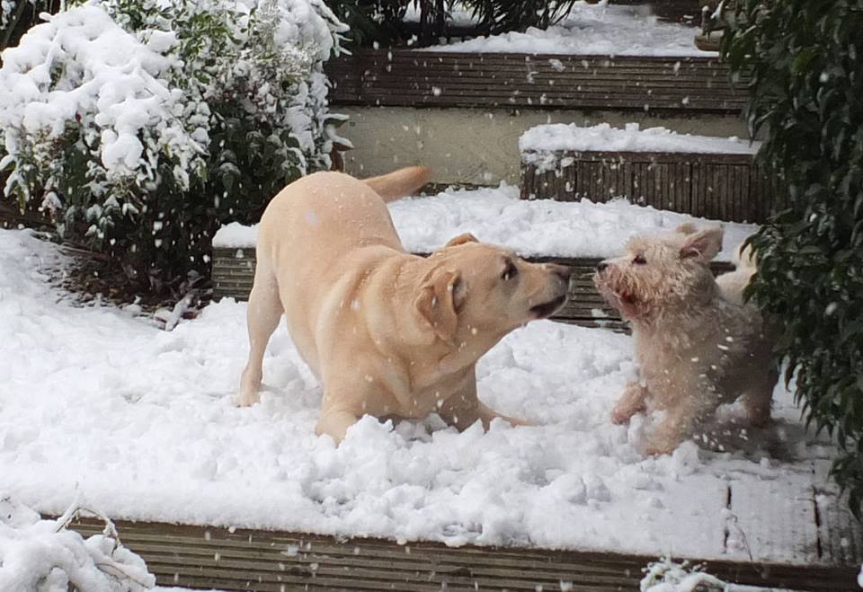 24899736_2068467550040363_818700976616975998_n