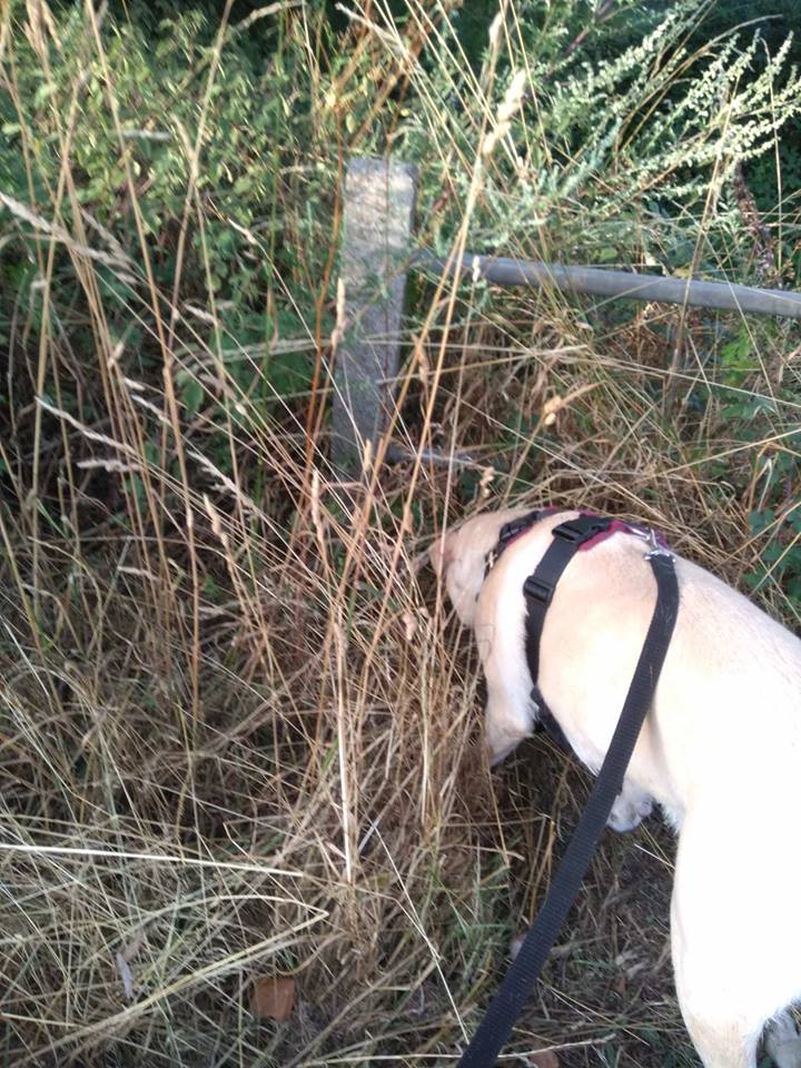 42331152_323428848407975_4703657387247009792_n